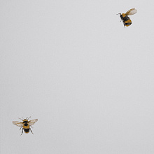 Обои с пчелами Andrea Rossi Cavolli 54419-1